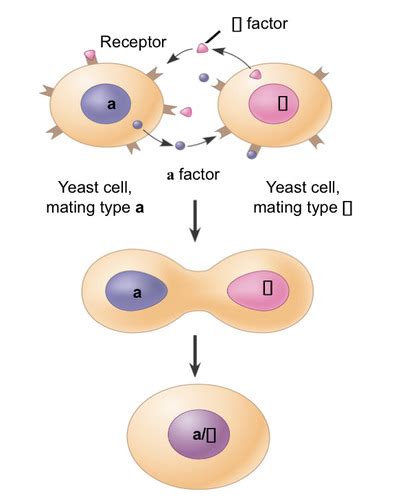 Cell signaling and signal transduction Flashcards | Quizlet