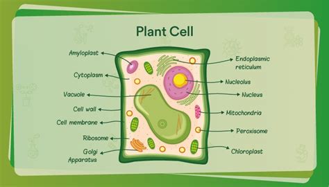 Plant Cell 3D Model – Definition, Parts, Structure, and Diagram in ...