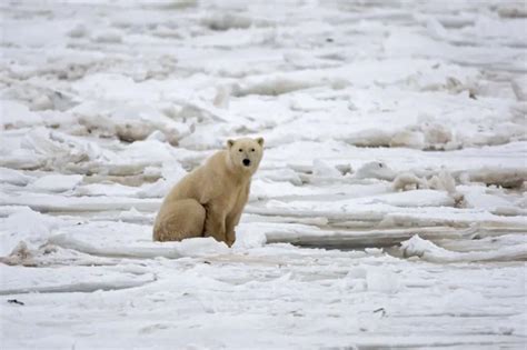 La Extinción De Los Osos Polares Tiene Fecha Y Es Casi Irreversible