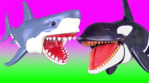 Learn Sea Animals Sharks Whales Orca Fish Jaws Kids Educational