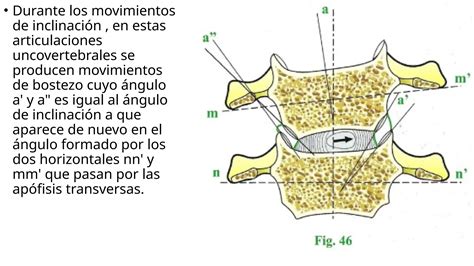 Biomec Nica De La Columna Cervical Ok Pptx Descarga Gratuita