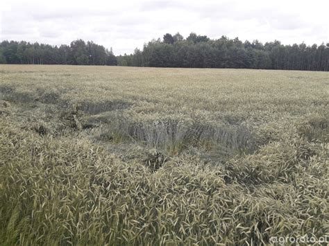 Żyto Vinetto - zdjęcie, fotka, foto numer: 782608 - Galeria rolnicza ...