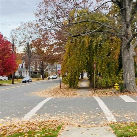 Neighbors just cut a path through their tree to accommodate sidewalk