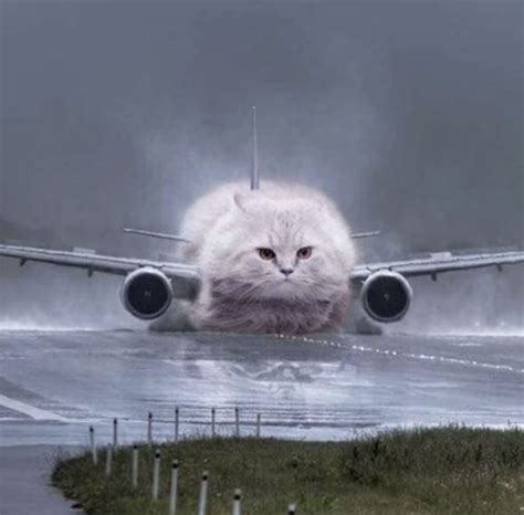 Airplane cat in 2024 | Funny cute memes, Cats, Animal memes