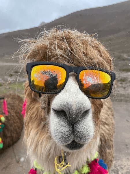 Alpaca Sunglasses Images Stock Photos D Objects Vectors