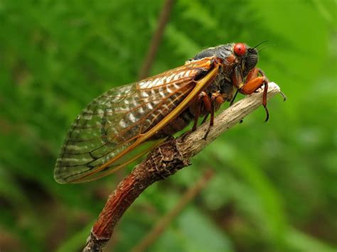 First Double Cicada Event In More Than Two Centuries Will See