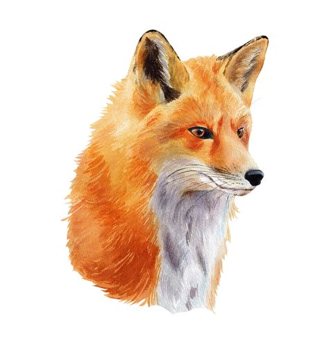 Watercolor animals illustration :: Behance