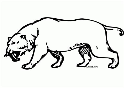 Sabertooth Tiger Coloring Page