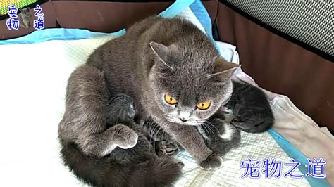 【宠物之道】主人带公猫去看母猫和小奶猫，它开始不敢进，之后的表现令人笑哭 Youtube