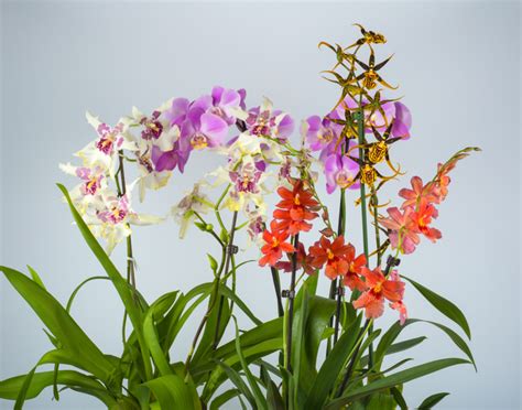 Cambria Orchidee Pflegen So Gedeiht Sie Bestens