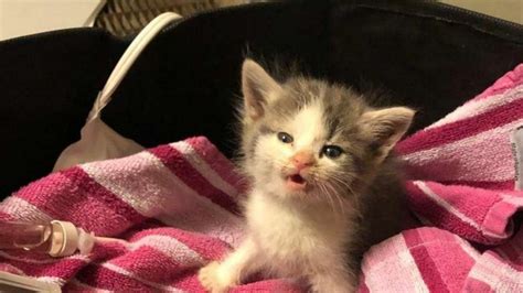 SAVE ME Rescue Poor Baby Cats Abandoned By Inhuman Waiting For