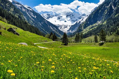 Amazing Alpine Spring Summer Landscape With Green Meadows Flowers And