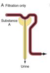 PHYS Proximal Tubule Flashcards Quizlet