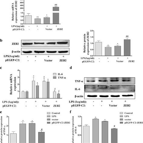 Lps Induced Inflammation In Hk Cells Hk Cells Were Treated With