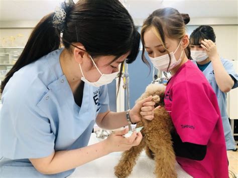 【動物看護師専攻】外科実習の様子をお届け！ 【スタッフブログ】eco日記｜名古屋eco動物海洋専門学校