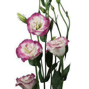 Aube Lisianthus The Special Flower Sakata Ornamentals