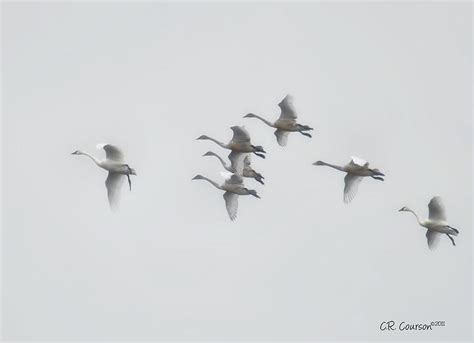 Tundra Swan Migration Photograph by CR Courson