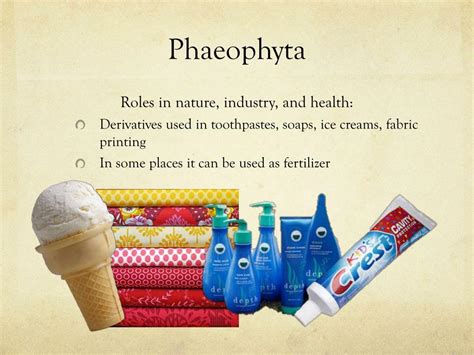 PPT - Chrysophyta and Phaeophyta PowerPoint Presentation, free download ...