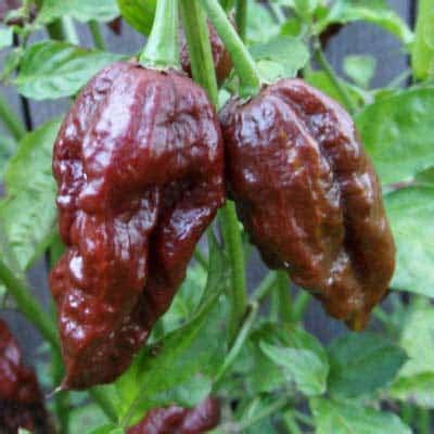 Bhut Jolokia Chocolate Ghost Pepper | Magic Plant Farms