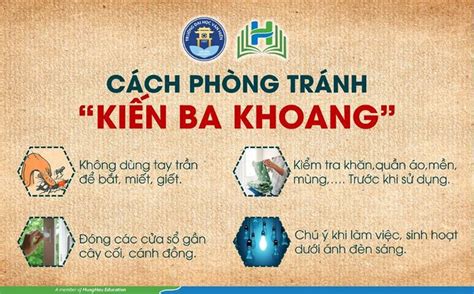 Làm gì khi bị kiến ba khoang đốt? - Khai báo y tế