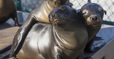 Baby sea lions in California beaching themselves in record numbers ...