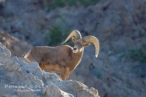 Endangered Peninsular Bighorn Sheep