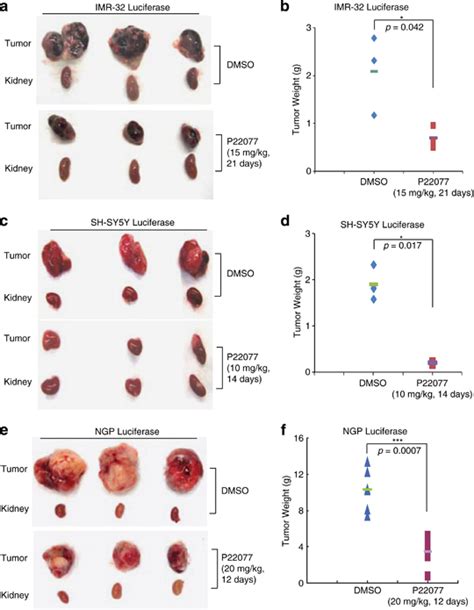 P22077 Inhibits NB Tumor Growth In An Orthotopic Xenograft Mouse Model