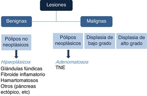 Evaluación de los pólipos gástricos en endoscopia | Endoscopia