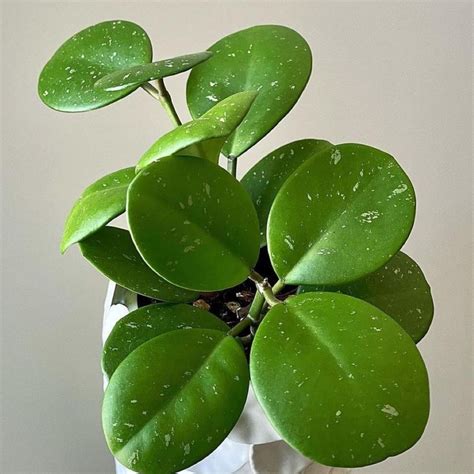 Experience Nature Indoors with Hoya Obovata | Buy Now