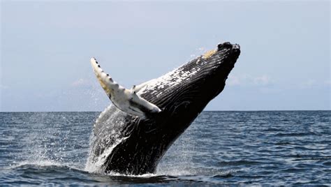 Ballenas Jorobas Visitan La Costa Ecuatoriana Traveltips Operadora