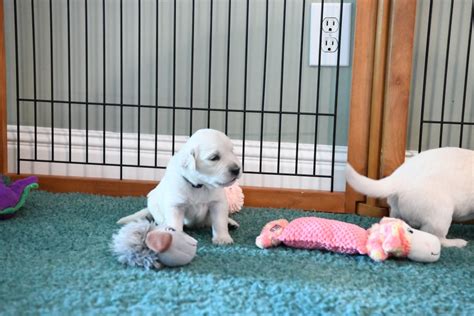 Paisleys 3 Week Old Puppies Summer Brook