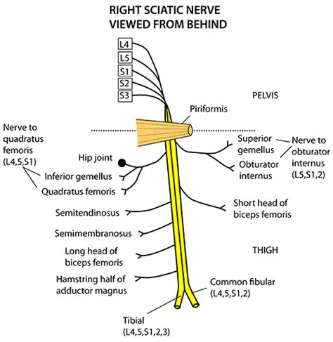 Sciatic Nerve Location Diagram