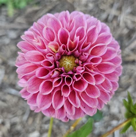 Coseytown Peach Donut - Alissa's Flower Farm