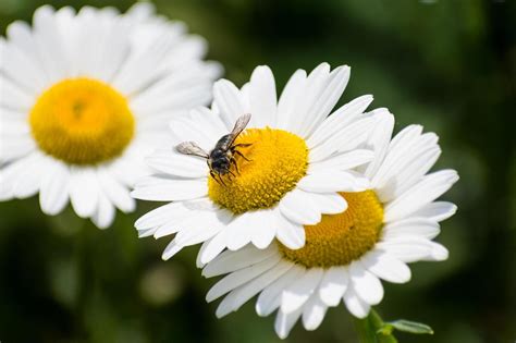 bee pollinating flower 15189783 Stock Photo at Vecteezy