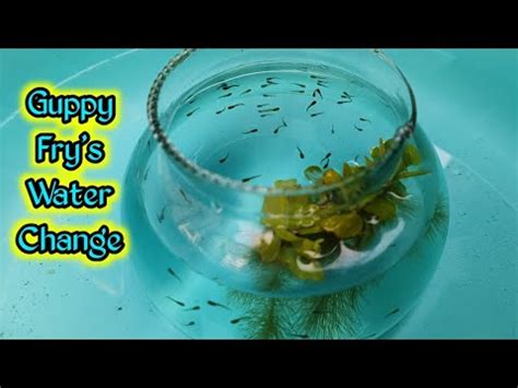 How To Change Guppy Fry S Water How To Do Water Charge Of Fish Fry S