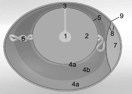 Schematic structure of an egg. 1: latebra, 2: yolk, 3: germinal disc ...