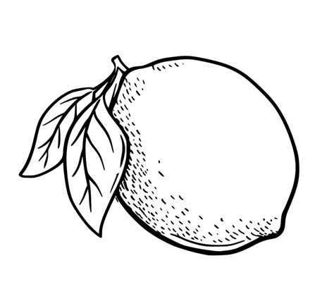 Lemon Drawing Sketch Vector Art, Icons, and Graphics for Free Download