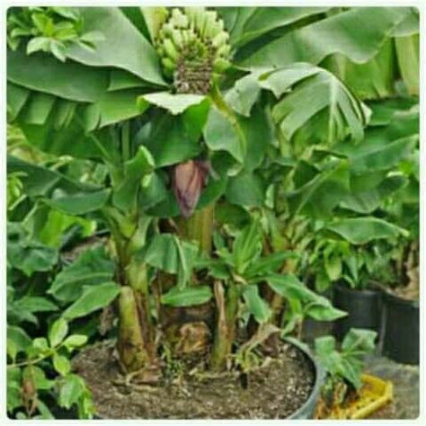 Jual Bibit Pisang Ambon Mini Cocok Di Tanam Di Pot Di Lapak Tanaman