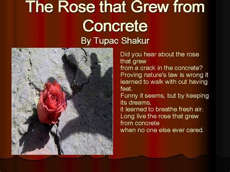 Poem By Tupac The Rose That Grew From Concrete Bidsver