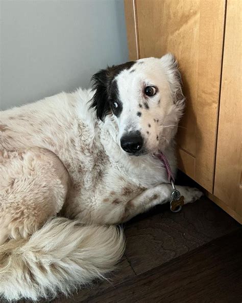 English Setter Border Collie Mix