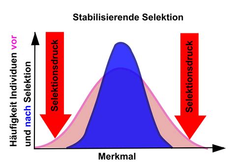 Stabilisierende Selektion Evolution Online Kurse