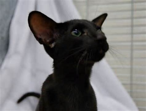 Black Siamese Cat - The Colors of the Siamese Cat | Siamese Cats And Kittens