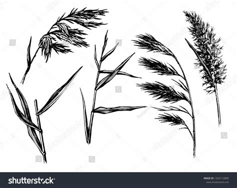reed hand drawn sketch set water stock illustration
