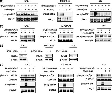 Rock Is An Essential Upstream Molecule In Lipus Induced Cot Tpl And