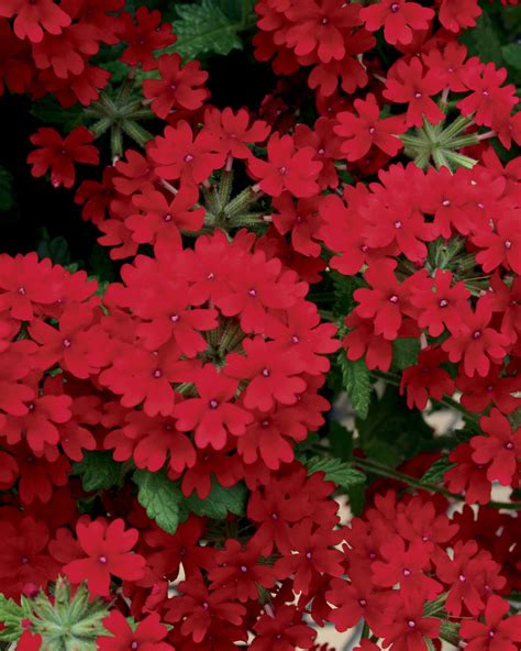 Superbena Royale® Red Verbena Hybrid Proven Winners