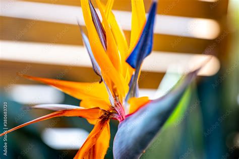 Colours Of Bird Of Paradise Crane Plant Stock Photo Adobe Stock