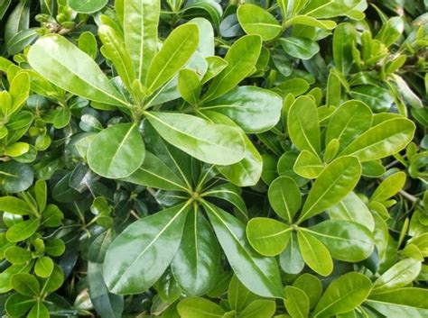 Future Plants by Randy Stewart: Pittosporum