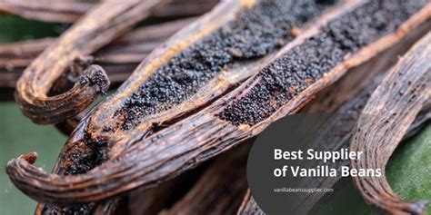 Vanilla Beans Supplier Unveiling Their Significance And Benefits