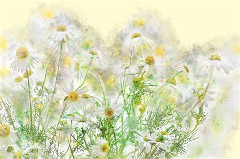 Chamomile Flowers Nature - Free photo on Pixabay