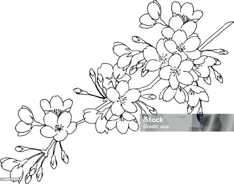 sketsa bunga sakura digambar  pena ilustrasi stok  gambar